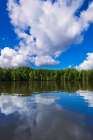 Mangroves along the Sierpe River, Terraba Sierpe National Wetlands, Puntarenas Province, Costa Rica Art Print